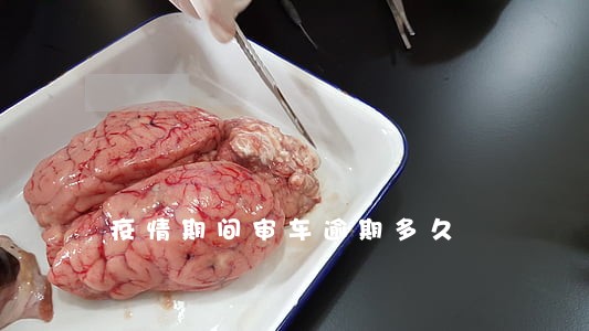 疫情期间审车逾期多久 疫情期间审车逾期多久