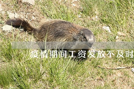 疫情期间工资发放不及时导致逾期 疫情期间工资发放不及时导致逾期
