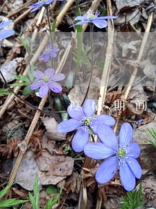 疫情期间征信逾期能撤销几个