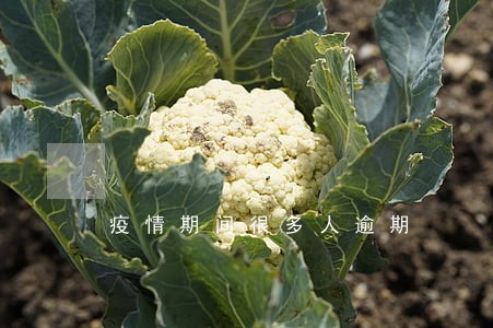 疫情期间很多人逾期 疫情期间很多人逾期