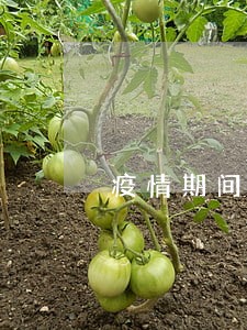 疫情期间怀仁车辆年检逾期 疫情期间怀仁车辆年检逾期