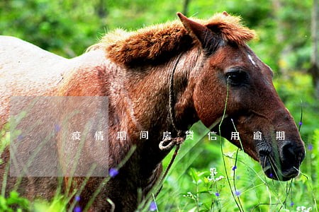 疫情期间房贷信用逾期 疫情期间房贷信用逾期