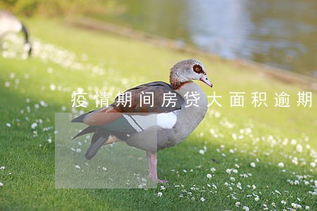 疫情期间房贷大面积逾期 疫情期间房贷大面积逾期