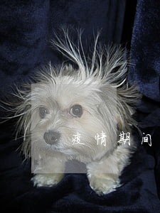 疫情期间房贷贷逾期两个月 疫情期间房贷贷逾期两个月