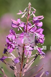 疫情期间房贷逾期2天怎么办 疫情期间房贷逾期2天怎么办