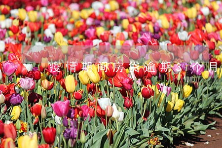 疫情期间房贷逾期3个月怎么处理 疫情期间房贷逾期3个月怎么处理
