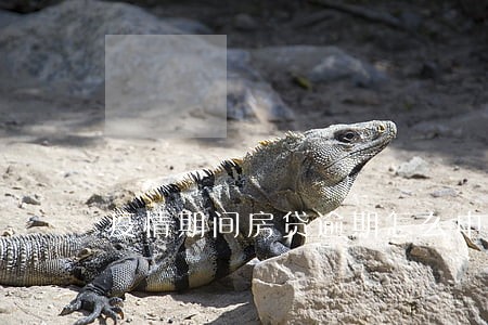 疫情期间房贷逾期怎么申请 疫情期间房贷逾期怎么申请