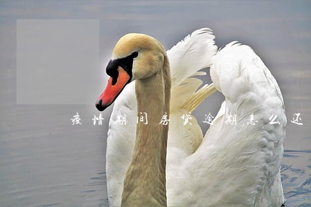 疫情期间房贷逾期怎么还 疫情期间房贷逾期怎么还