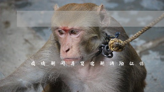 疫情期间房贷逾期消除征信