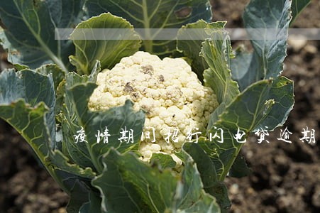 疫情期间招行闪电贷逾期催收 疫情期间招行闪电贷逾期催收