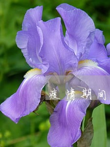 疫情期间有多少还贷逾期 疫情期间有多少还贷逾期
