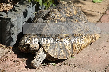疫情期间法院判缓 疫情期间法院判缓