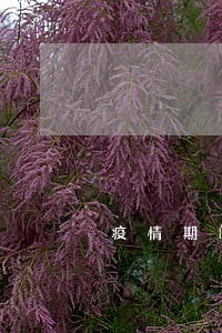 疫情期间的司法行政工作