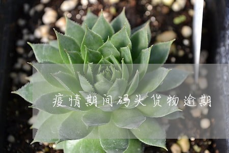 疫情期间码头货物逾期 疫情期间码头货物逾期