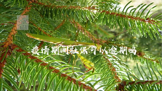 疫情期间社保可以逾期吗 疫情期间社保可以逾期吗