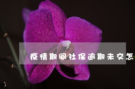 疫情期间社保逾期未交怎么办 疫情期间社保逾期未交怎么办