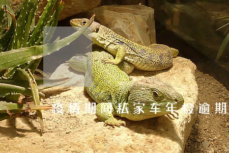 疫情期间私家车年检逾期 疫情期间私家车年检逾期