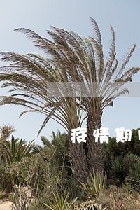 疫情期间绿卡逾期会怎么样 疫情期间绿卡逾期会怎么样