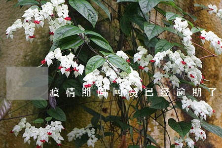 疫情期间网贷已经逾期了怎么办 疫情期间网贷已经逾期了怎么办