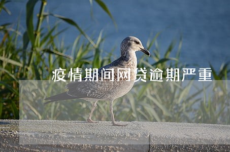 疫情期间网贷逾期严重 疫情期间网贷逾期严重
