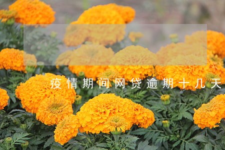 疫情期间网贷逾期十几天了 疫情期间网贷逾期十几天了