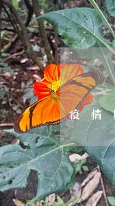 疫情期间网贷逾期可以撤销吗