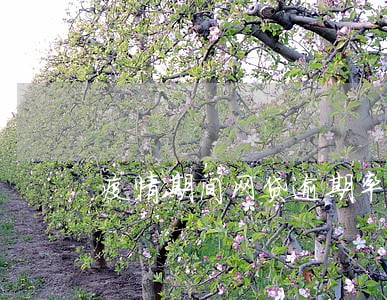 疫情期间网贷逾期率 疫情期间网贷逾期率