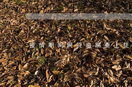 疫情期间网贷逾期要上征信 疫情期间网贷逾期要上征信