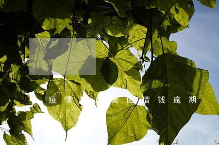 疫情期间美团借钱逾期 疫情期间美团借钱逾期