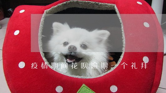疫情期间花呗逾期一个礼拜 疫情期间花呗逾期一个礼拜