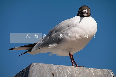 疫情期间花呗逾期了 疫情期间花呗逾期了
