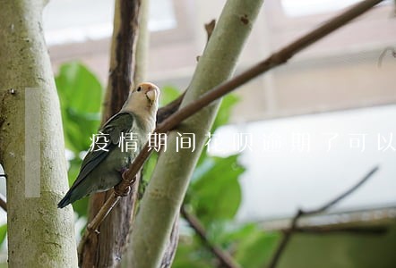 疫情期间花呗逾期了可以申诉吗 疫情期间花呗逾期了可以申诉吗