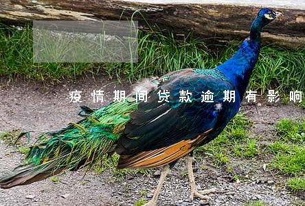 疫情期间贷款逾期有影响吗