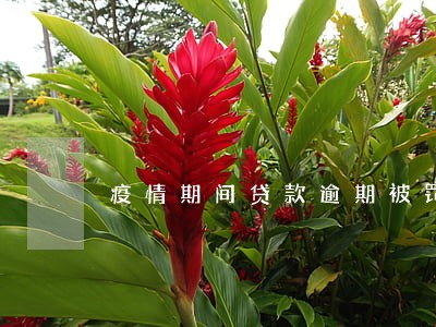 疫情期间贷款逾期被罚合理吗 疫情期间贷款逾期被罚合理吗
