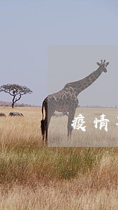 疫情期间车贷还款逾期 疫情期间车贷还款逾期