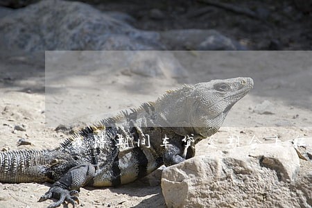 疫情期间车贷逾期会上征信么 疫情期间车贷逾期会上征信么