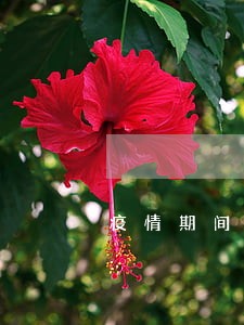 疫情期间车辆年检逾期一个月 疫情期间车辆年检逾期一个月