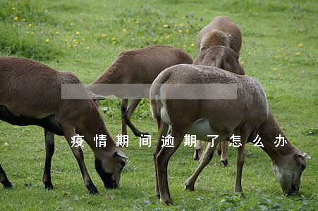 疫情期间逾期了怎么办 疫情期间逾期了怎么办