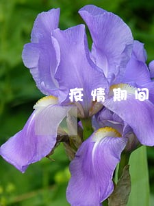 疫情期间逾期半个月 疫情期间逾期半个月