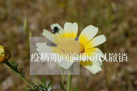 疫情期间逾期可以撤销 疫情期间逾期可以撤销