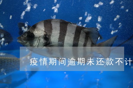 疫情期间逾期未还款不计入 疫情期间逾期未还款不计入
