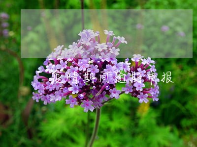 疫情期间逾期申报 疫情期间逾期申报