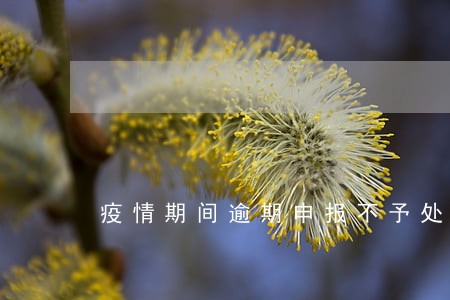 疫情期间逾期申报不予处罚的条例 疫情期间逾期申报不予处罚的条例