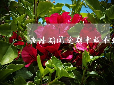 疫情期间逾期申报不处罚 疫情期间逾期申报不处罚