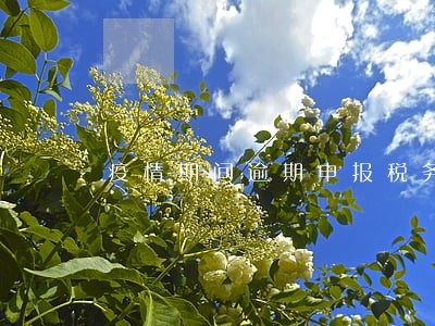 疫情期间逾期申报税务处罚案例 疫情期间逾期申报税务处罚案例