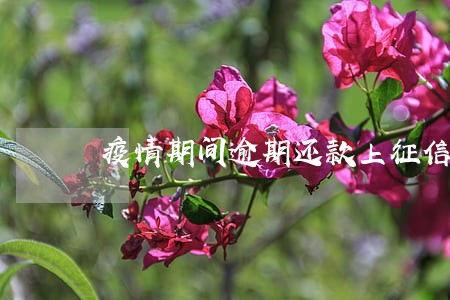疫情期间逾期还款上征信 疫情期间逾期还款上征信