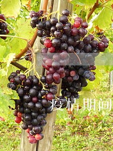 疫情期间逾期还款后能撤销吗 疫情期间逾期还款后能撤销吗