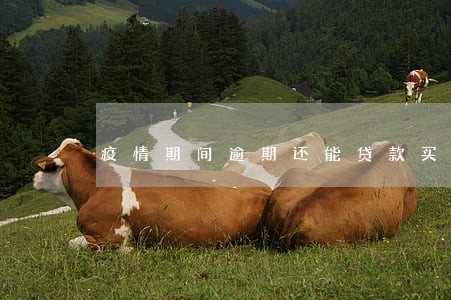 疫情期间逾期还能贷款买房吗 疫情期间逾期还能贷款买房吗