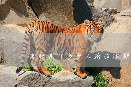 疫情来了多少人被迫逾期 疫情来了多少人被迫逾期
