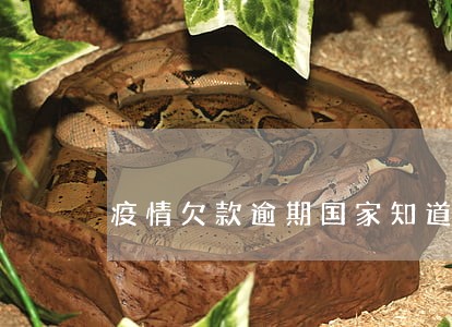 疫情欠款逾期国家知道吗 疫情欠款逾期国家知道吗